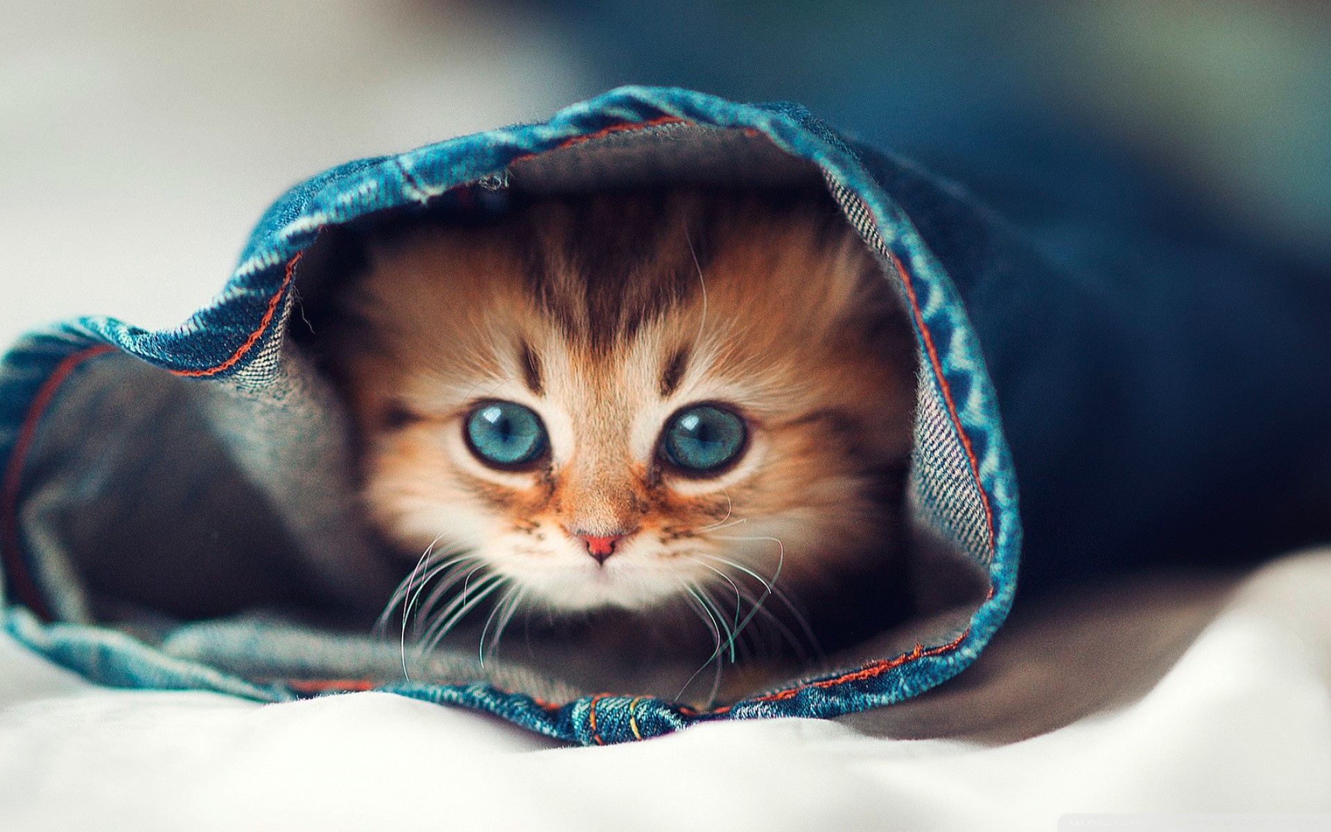 picture mood 'I'm a Burrito'